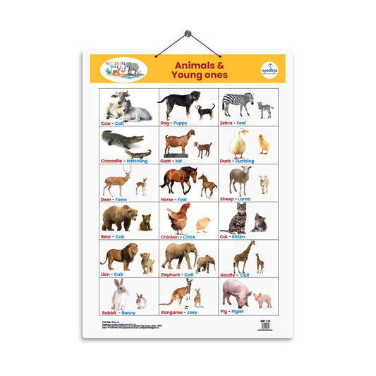 Animals & their Young Ones
