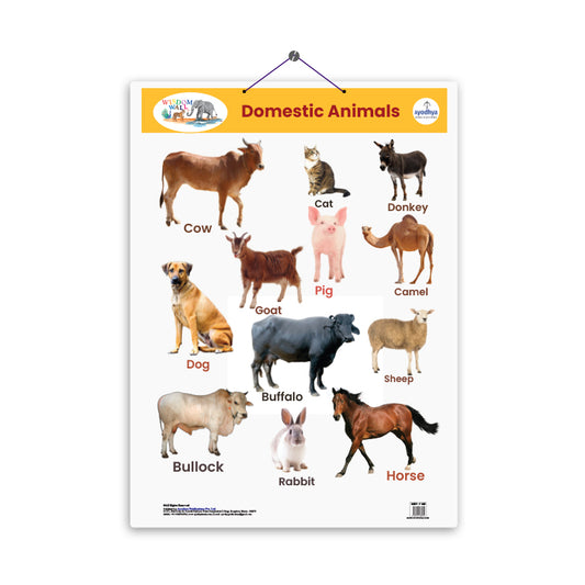 Domestic Animals